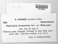 Mycosphaerella ribis image